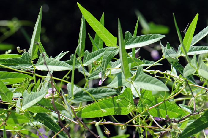 Slimleaf Bean preferred habitats include mesas often growing within trees and shrubs; elevations from 3,500 to 7,500 feet (1,066 to 2,285 m). They are found in the southwestern United States in AZ, NM and TX.  Phaseolus angustissimus